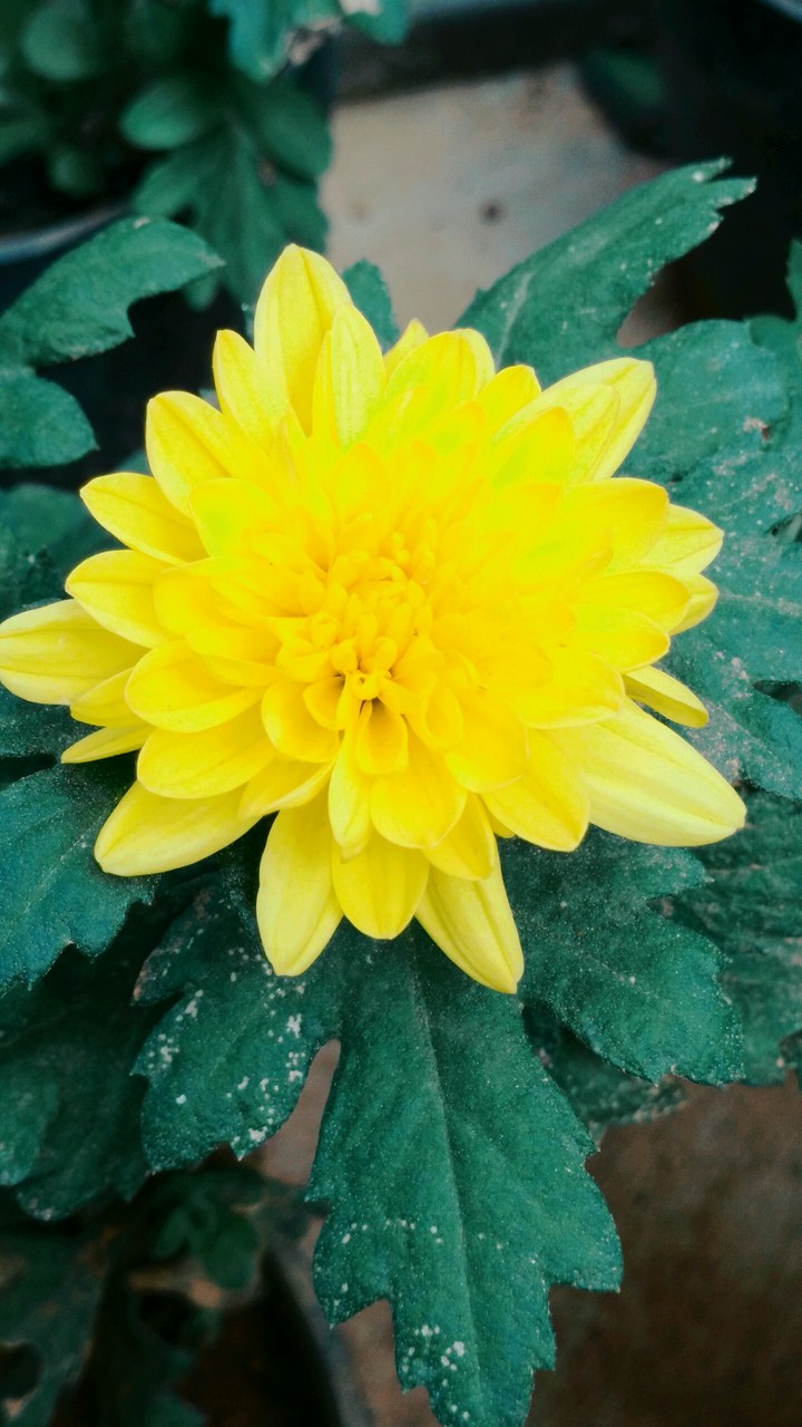 Yellow Shamanthge Flower