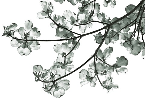 Dogwood