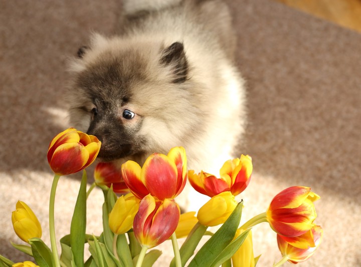 dog