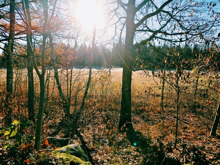 Autumn in Sweden