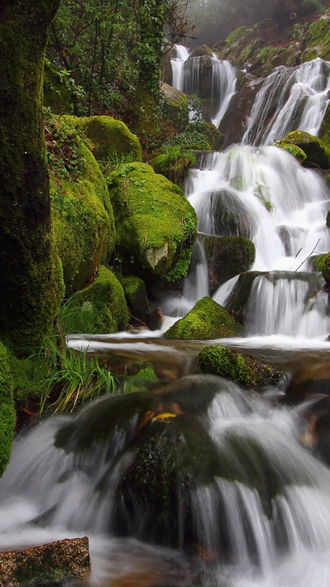 stream, nature duvar kağıtları