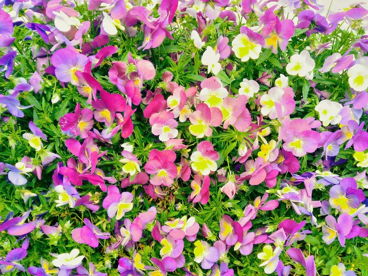 Pansies