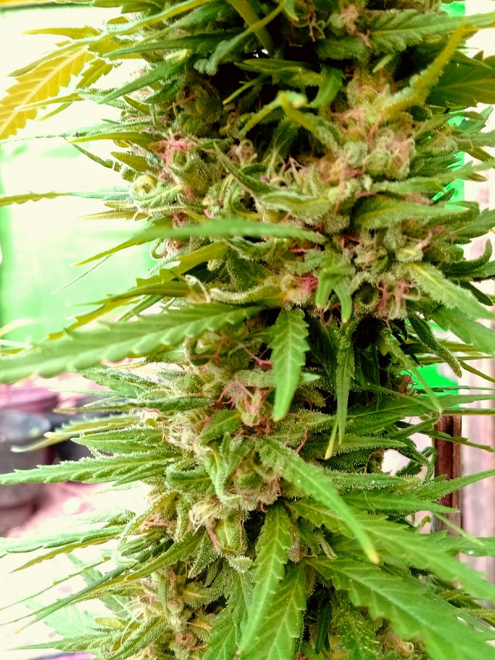 Pinkage