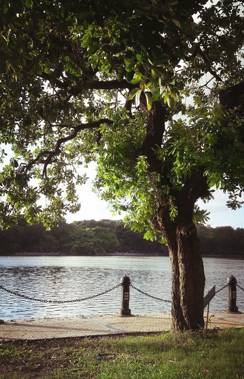 Lake view