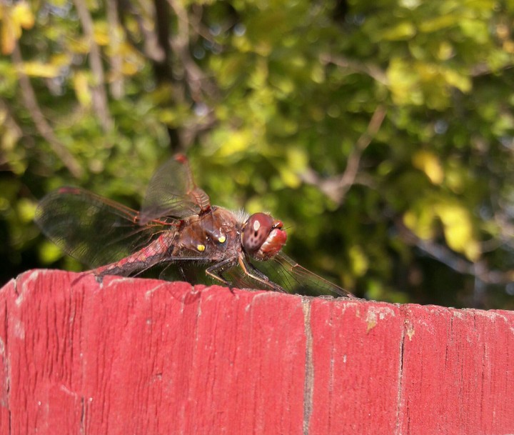 Dragonfly
