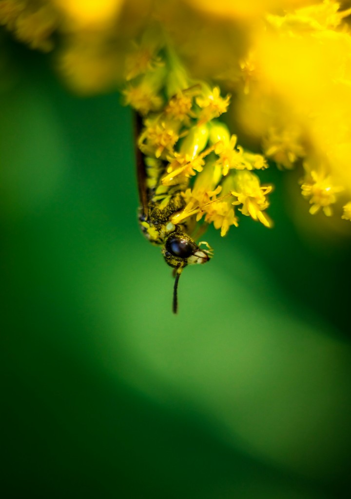 Bug on flowers
