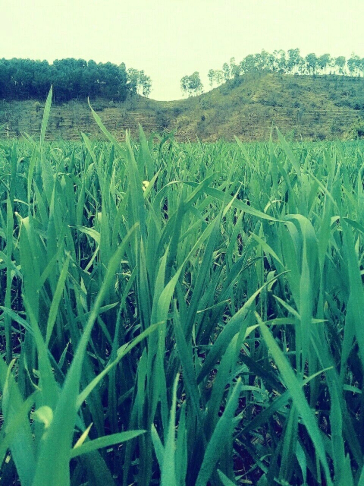 Grass