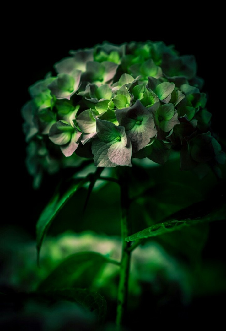 Green flowers....