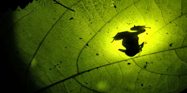Tad on leaf