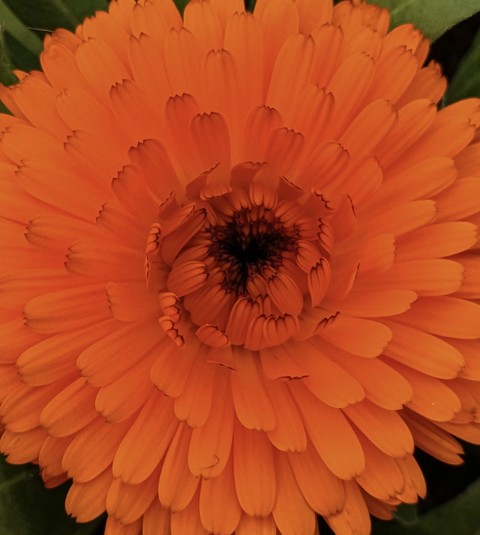 sfondi marigolds, Yellow