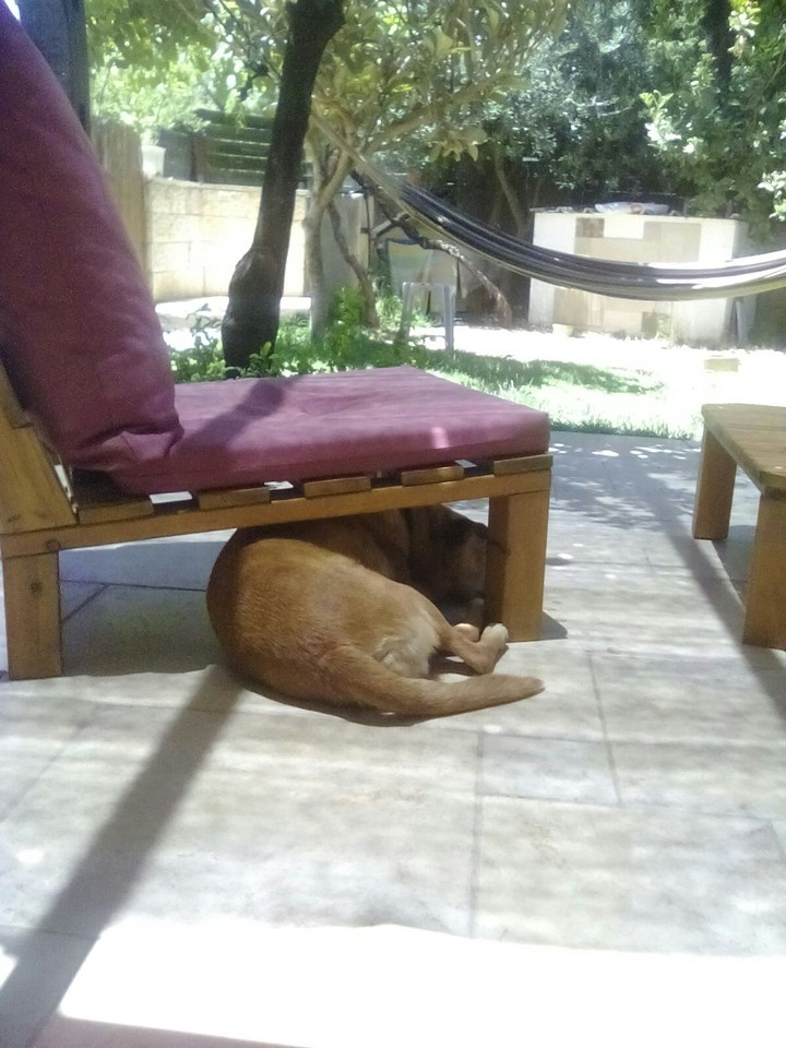 dog love