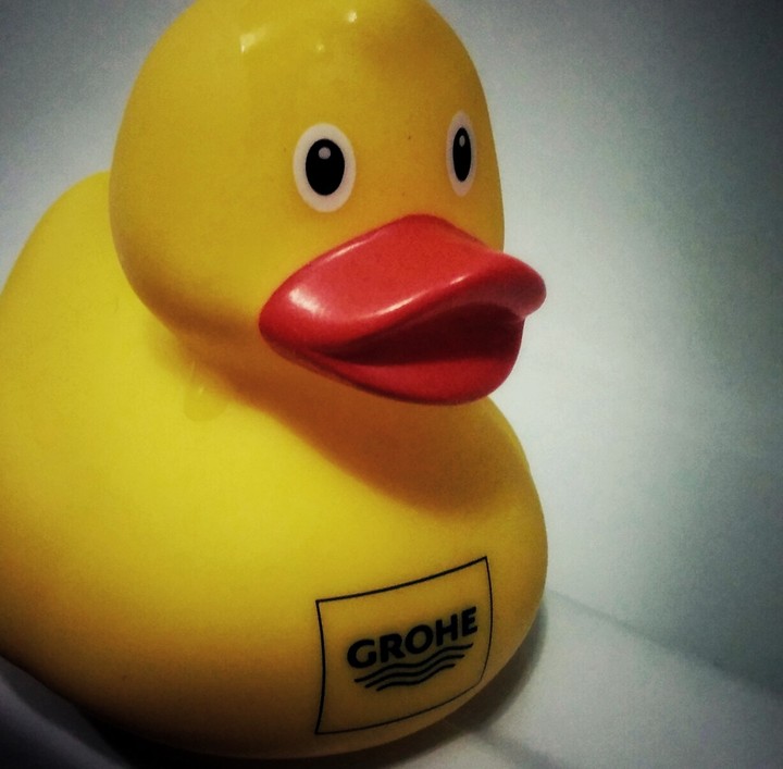 duck