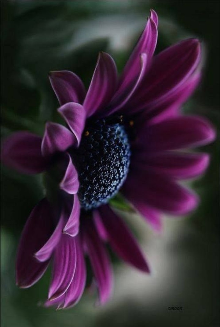 Dark Purple Beauty
