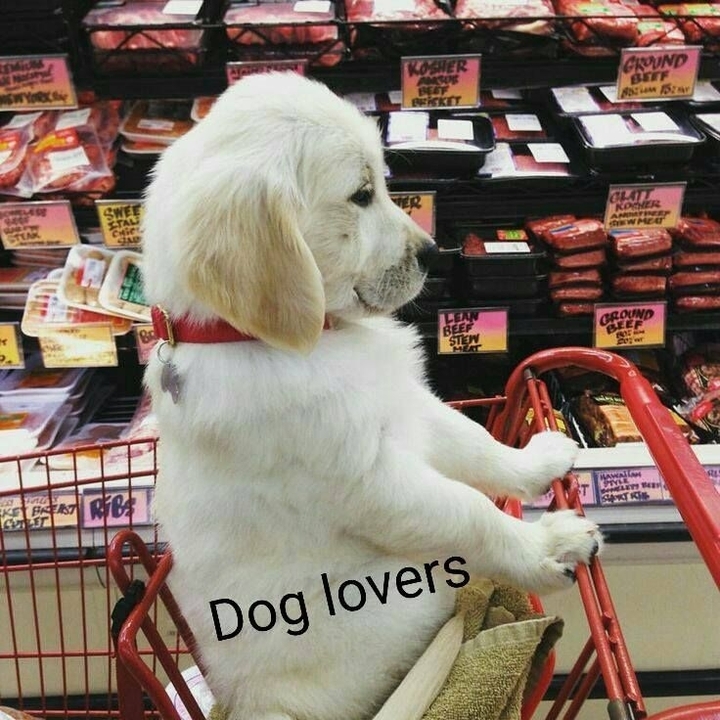dog