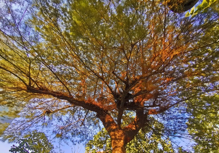 view from under the tree