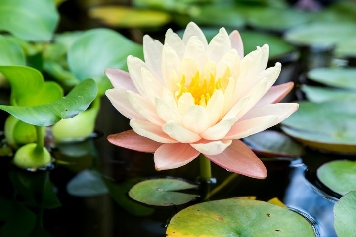 flower