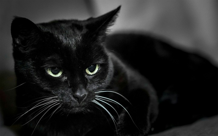 hd #black_cat