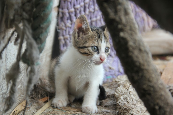 kitten