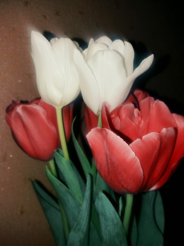 Tulip mood