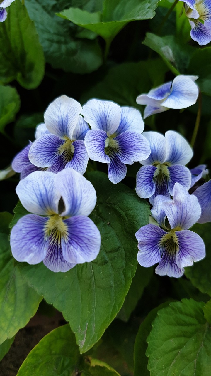 Ibolya