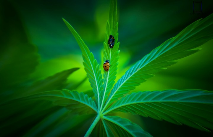 beautiful cannabis nature