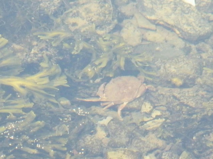 petit crabe