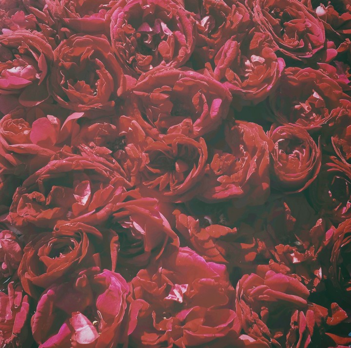 roses