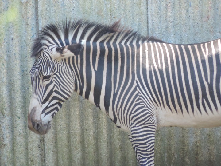 zebra