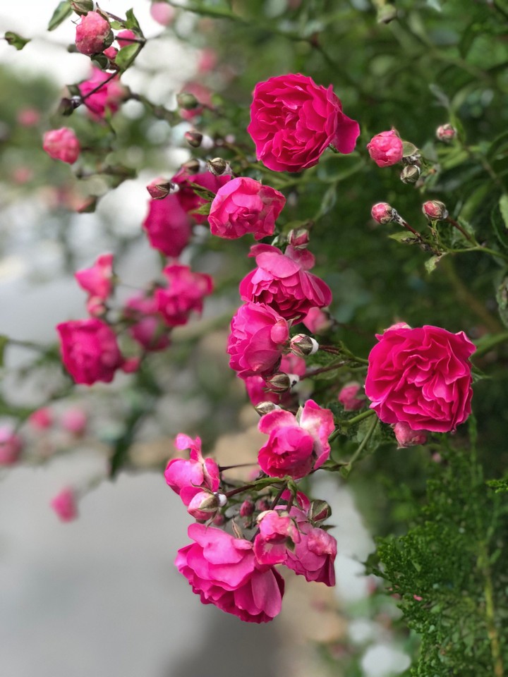 rose