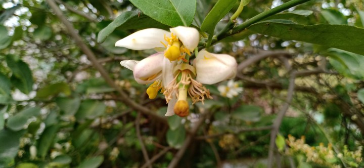FLOWER 5