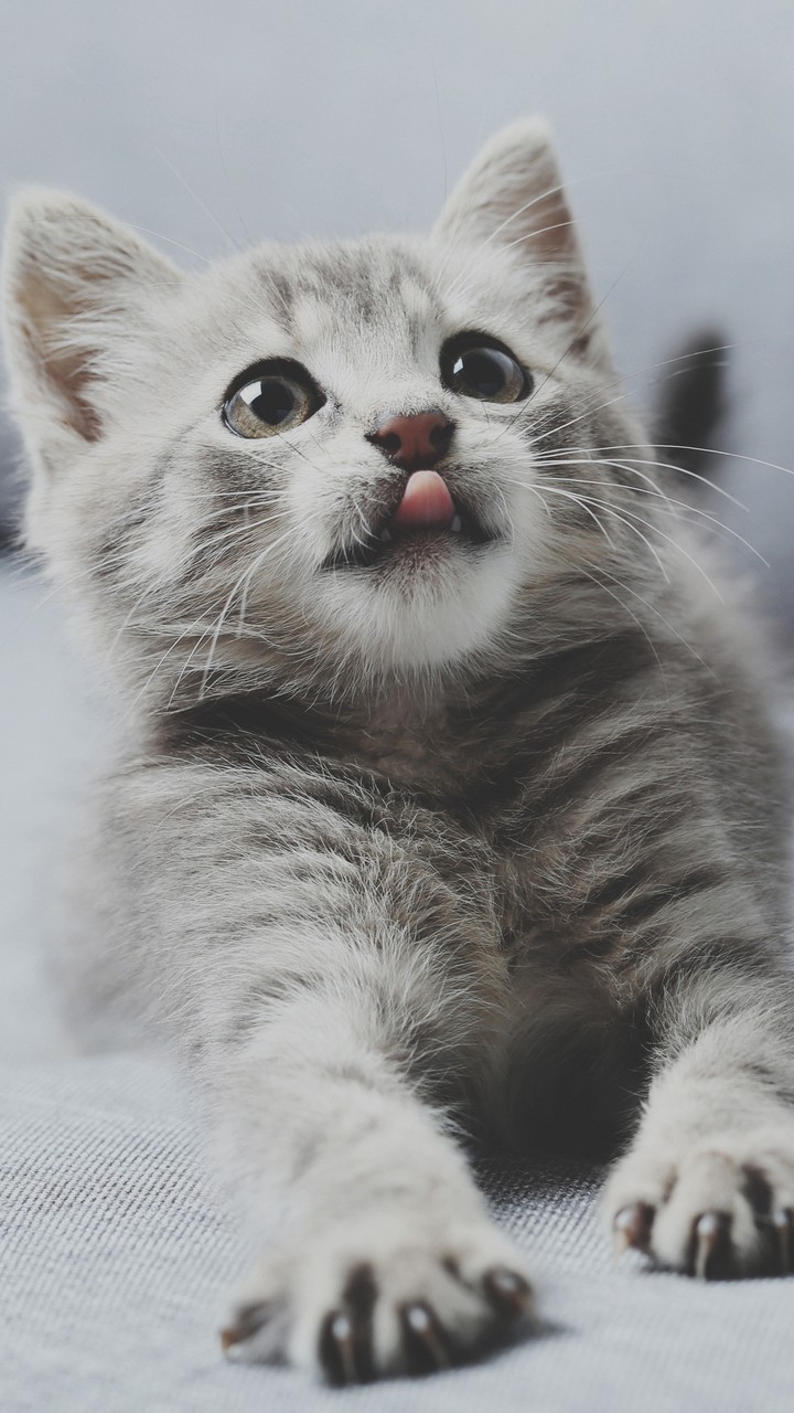 kitten
