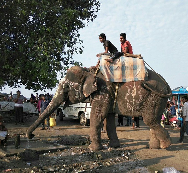 Indian elephant