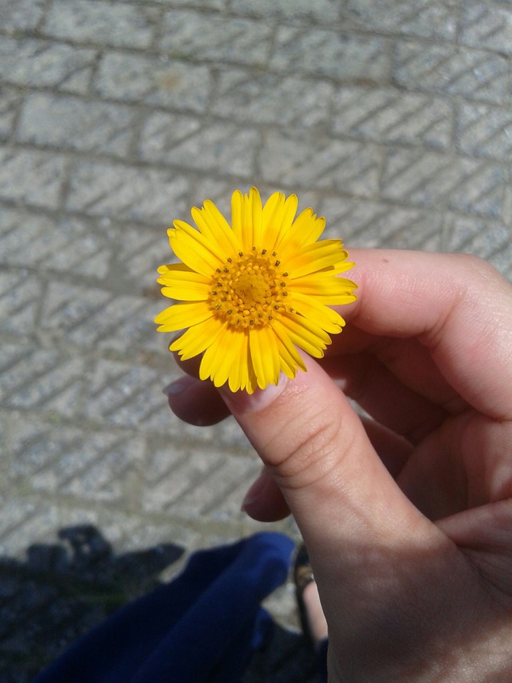 Sweet flower