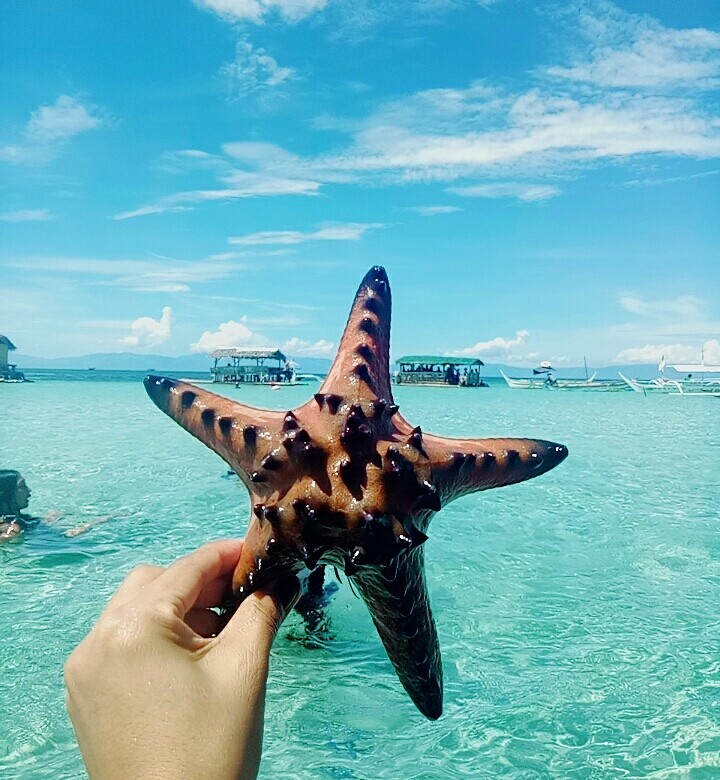Star Fish