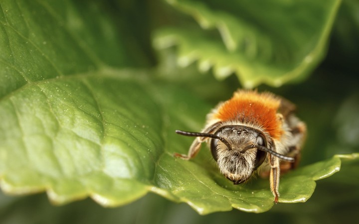 macro photography