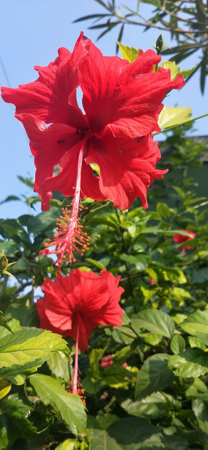 beautiful flowers