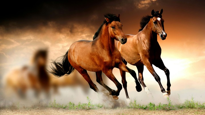 horse