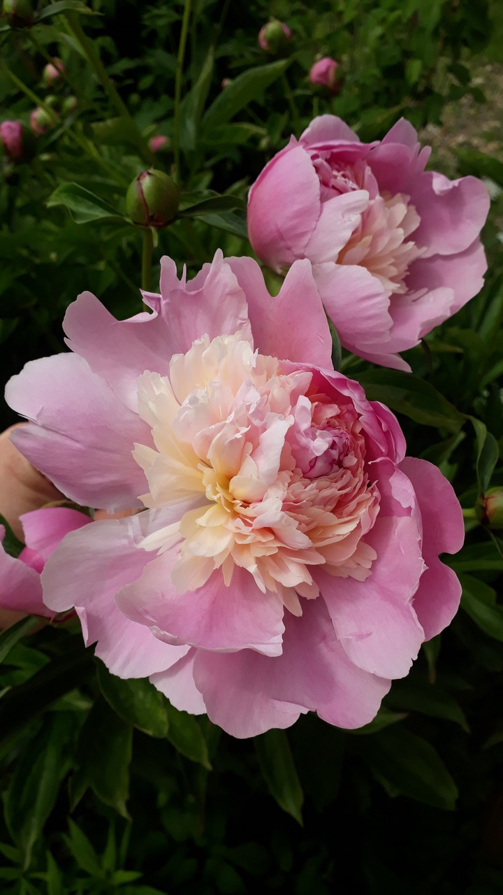 peony
