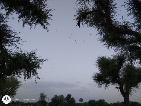 birds
