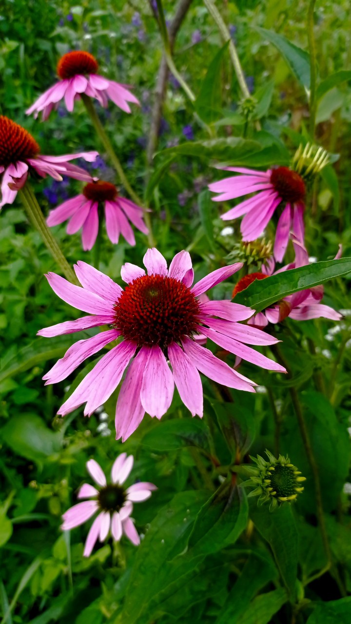echinacea