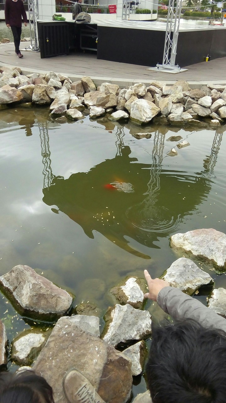 peces