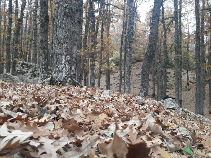 aazar forest