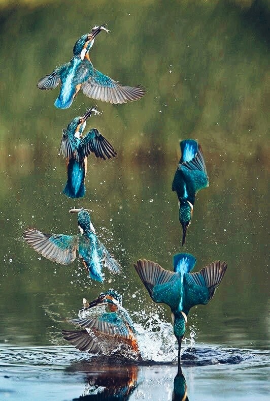 bird.
