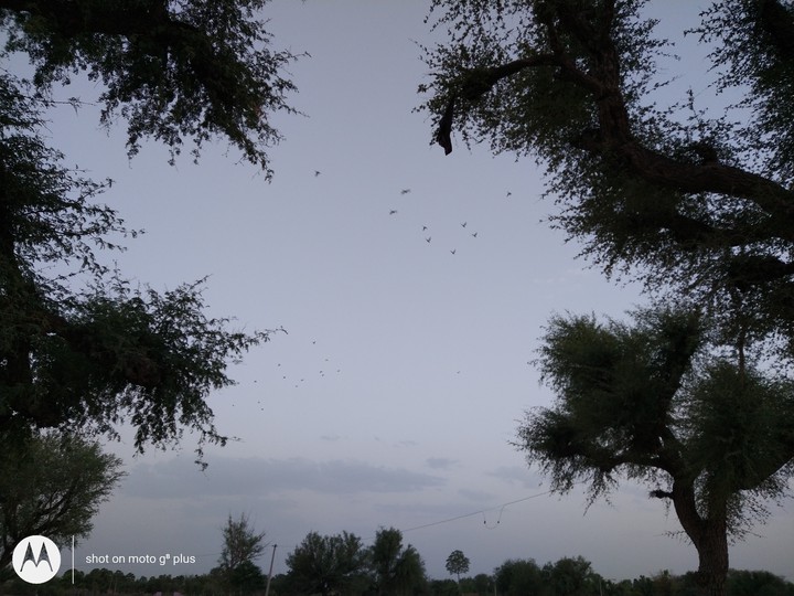 birds