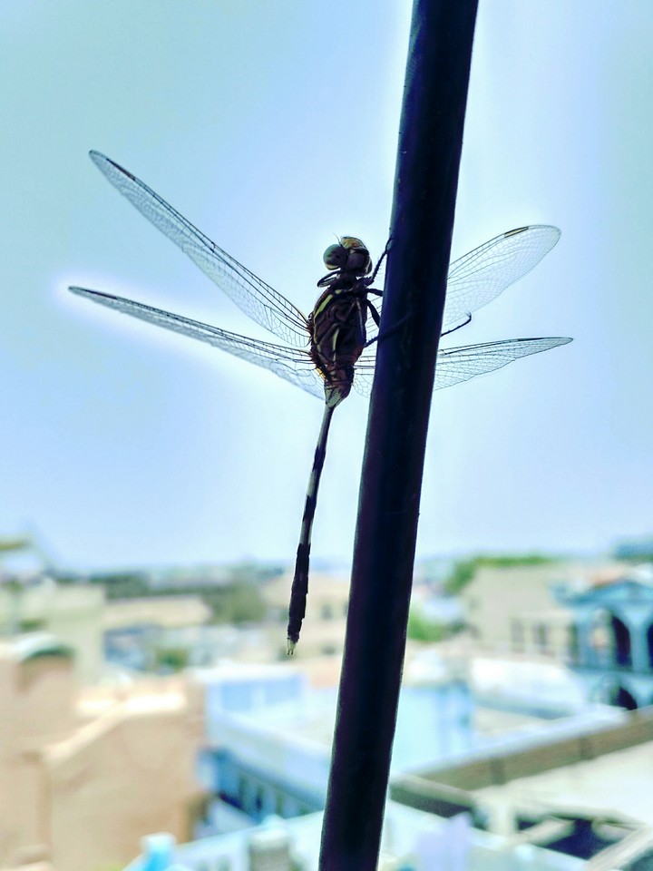 Dragan Fly