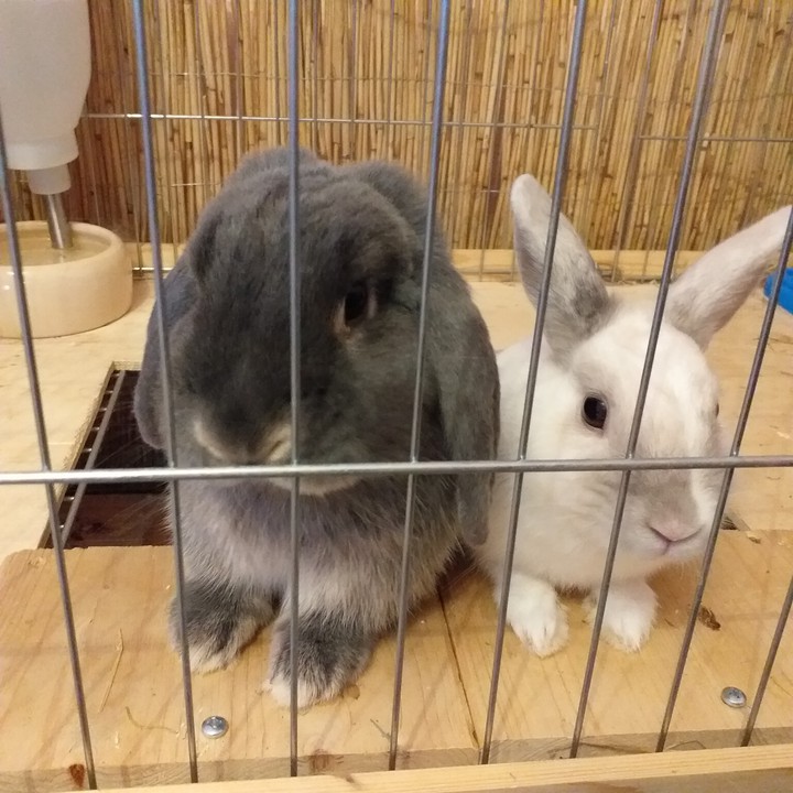 Kaninchen