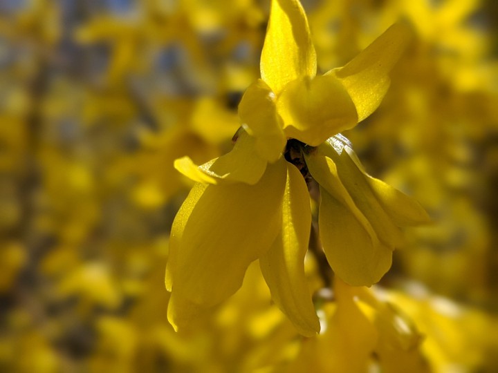 yellow flowers