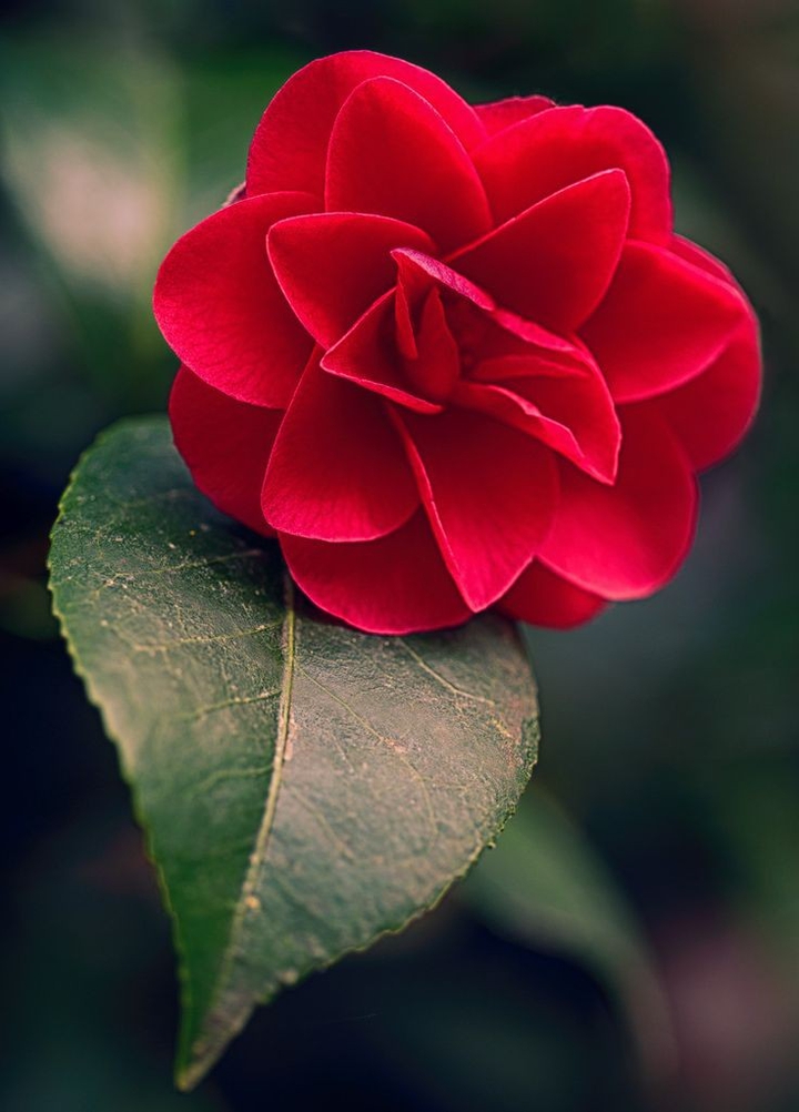 rose :-$ ^_^