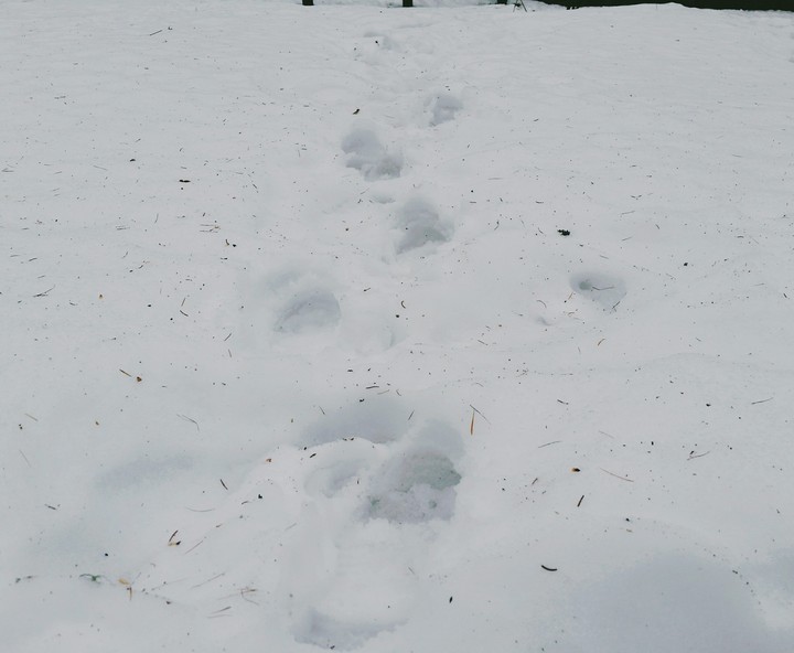 on the snoww