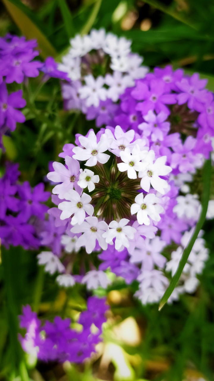 PurpleBunch